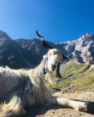 Whatever floats your goat
@lion_heart_expeditions
#lionheartexpeditions 
#mountaineering #goat #himalayan #himalaya #mountains #camping #shepherd #sky #sun #morning #beauty #surroundings #trekking #climbing #love